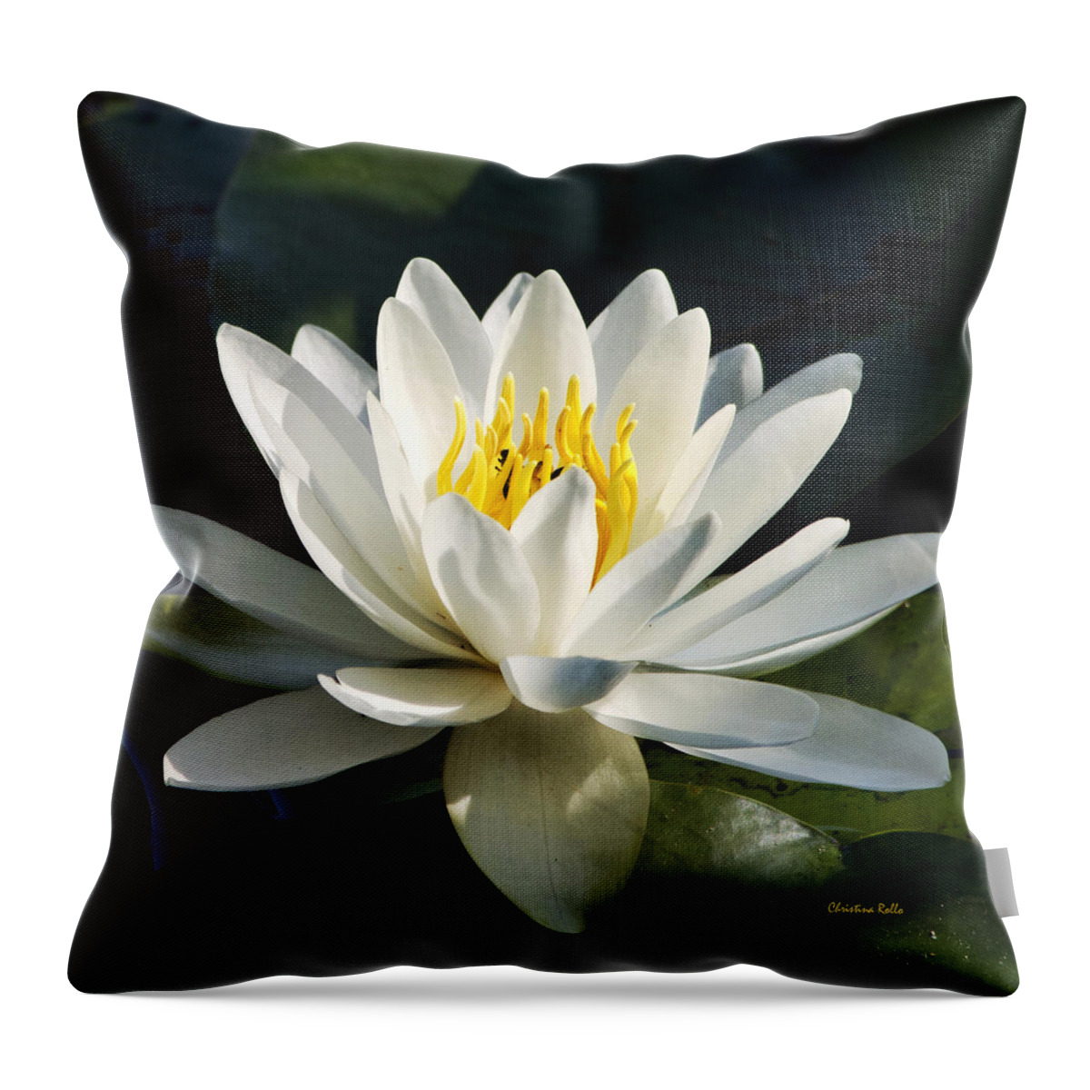 Water Lily Throw Pillow featuring the photograph White Water Lily by Christina Rollo