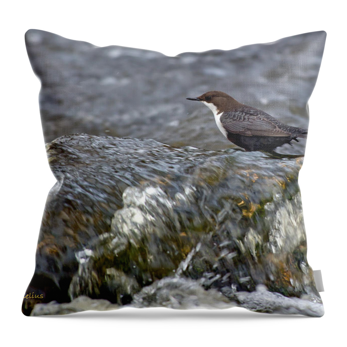 White-throated Dipper Throw Pillow featuring the photograph White-throated Dipper by Torbjorn Swenelius