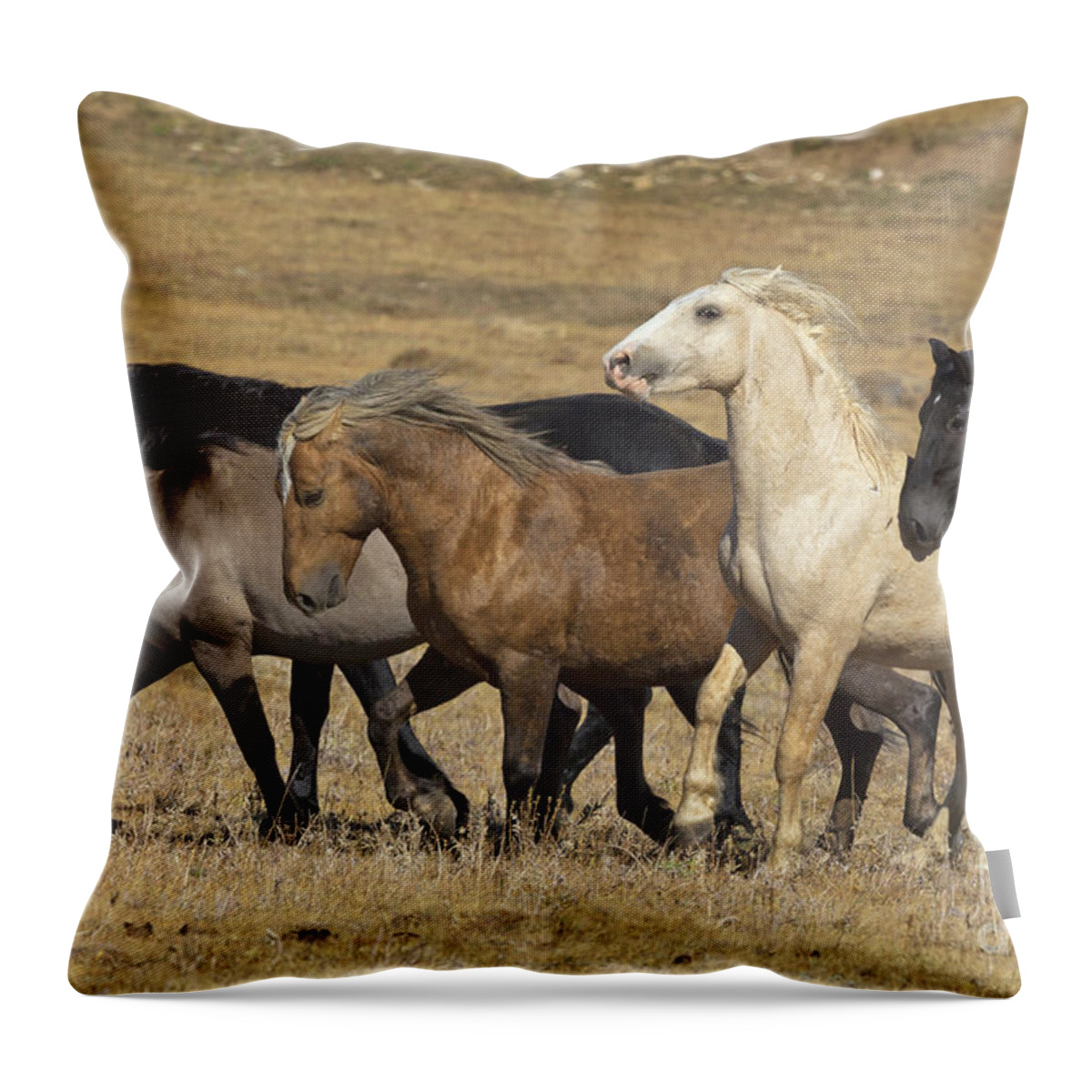 00537206 Throw Pillow featuring the photograph Wild Stallion Herd Pryor Mountain by Yva Momatiuk and John Eastcott