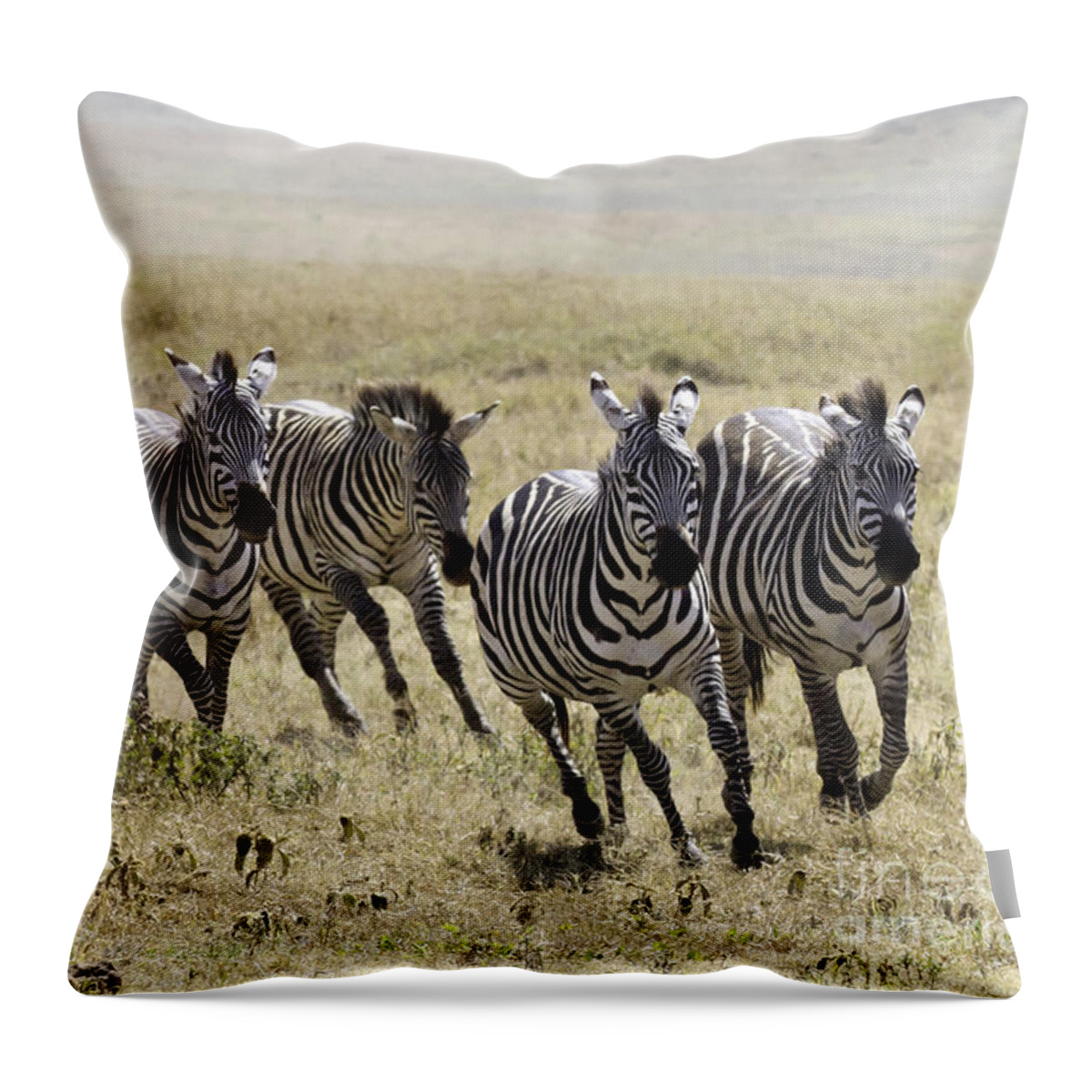 Zebra Throw Pillow featuring the photograph Wild Zebras Running by Chris Scroggins
