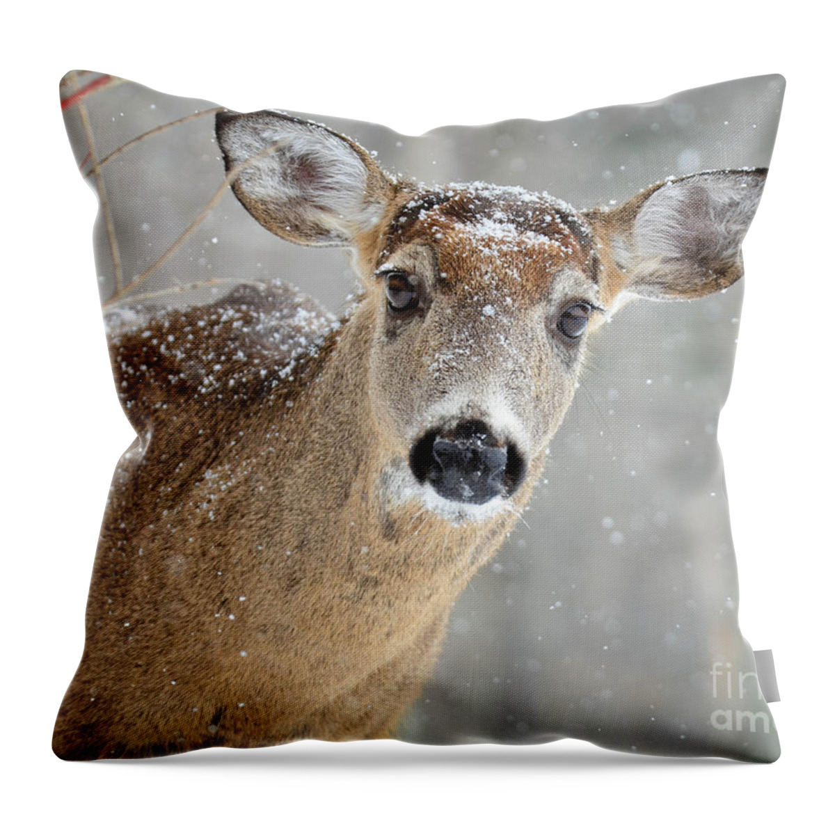 Deer Throw Pillow featuring the photograph Winter Buck by Amy Porter