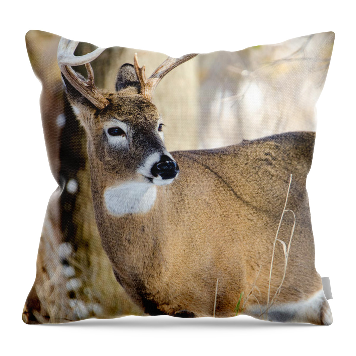 Deer Throw Pillow featuring the photograph Winter Buck by Steven Santamour