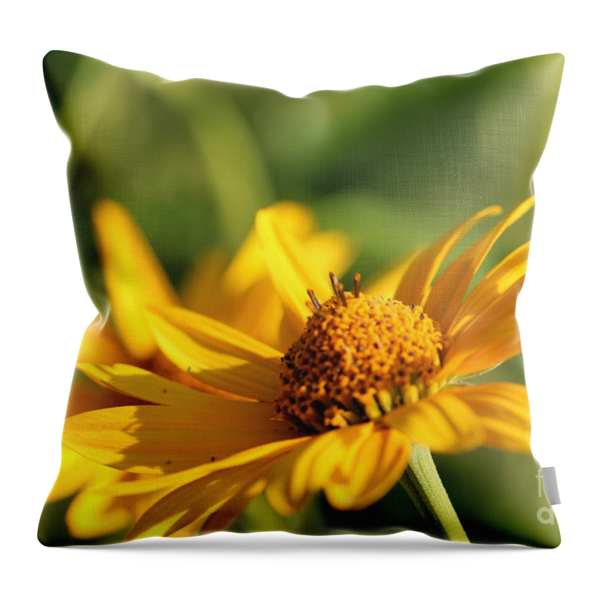 Blossom Throw Pillow featuring the photograph Yellow Flower by Amanda Mohler