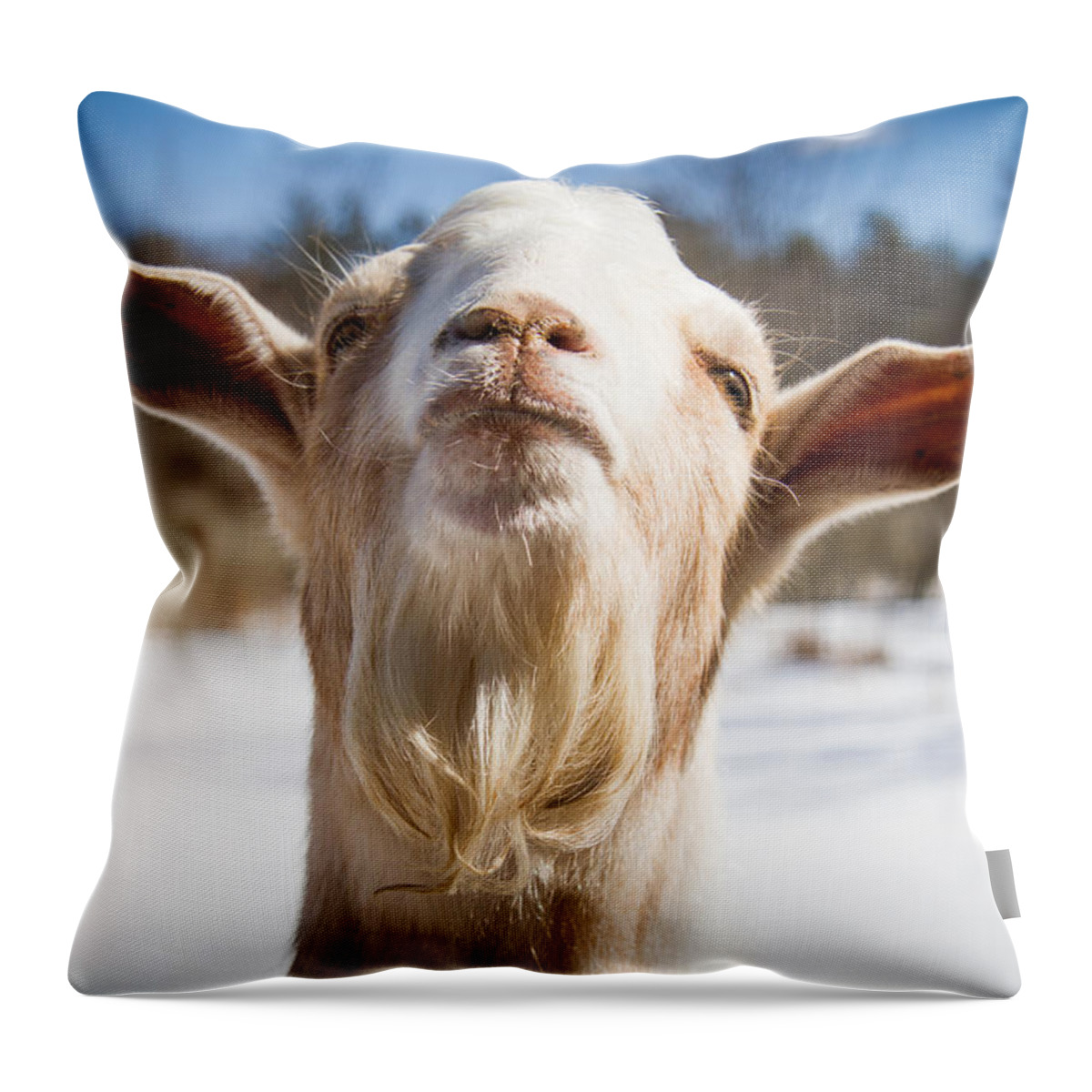 Photograph Throw Pillow featuring the photograph 'Yoda' Goat by Natalie Rotman Cote