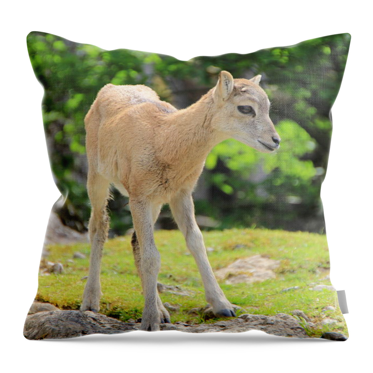 Animal Throw Pillow featuring the photograph Young Goat by Amanda Mohler