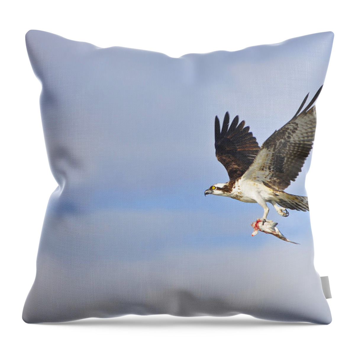 Osprey Throw Pillow featuring the photograph Osprey Lunch To Go II by Christine Stonebridge