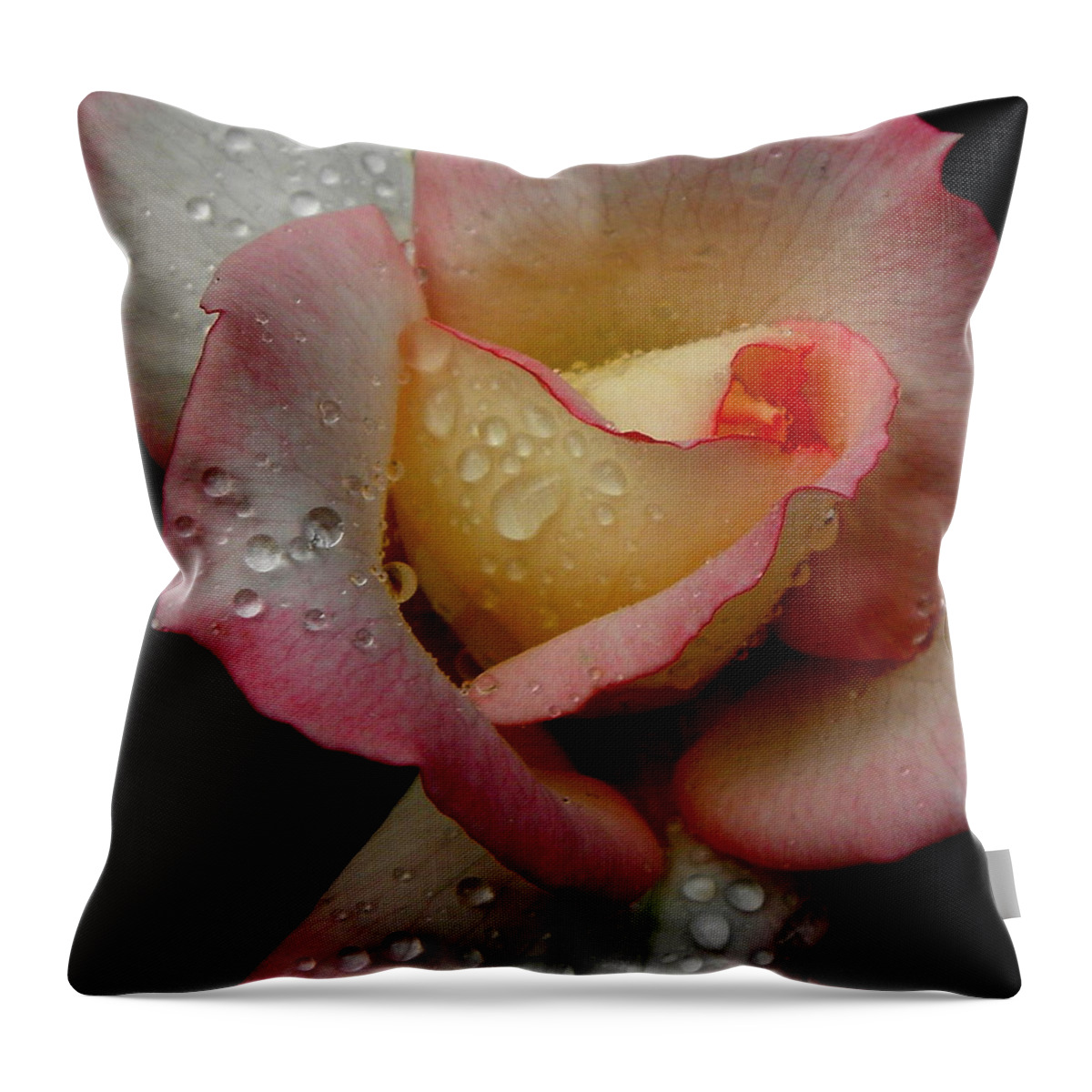 Rose Throw Pillow featuring the photograph Absolute Beauty by Kim Galluzzo Wozniak
