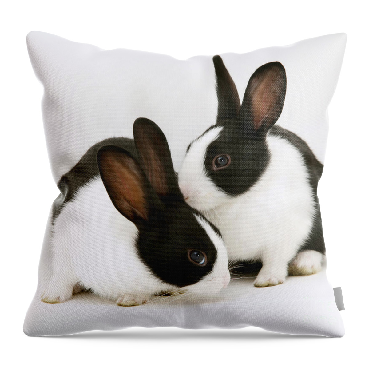 Black-and-white Dutch Rabbit Throw Pillow featuring the photograph Baby Black-and-white Dutch Rabbits #1 by Jane Burton