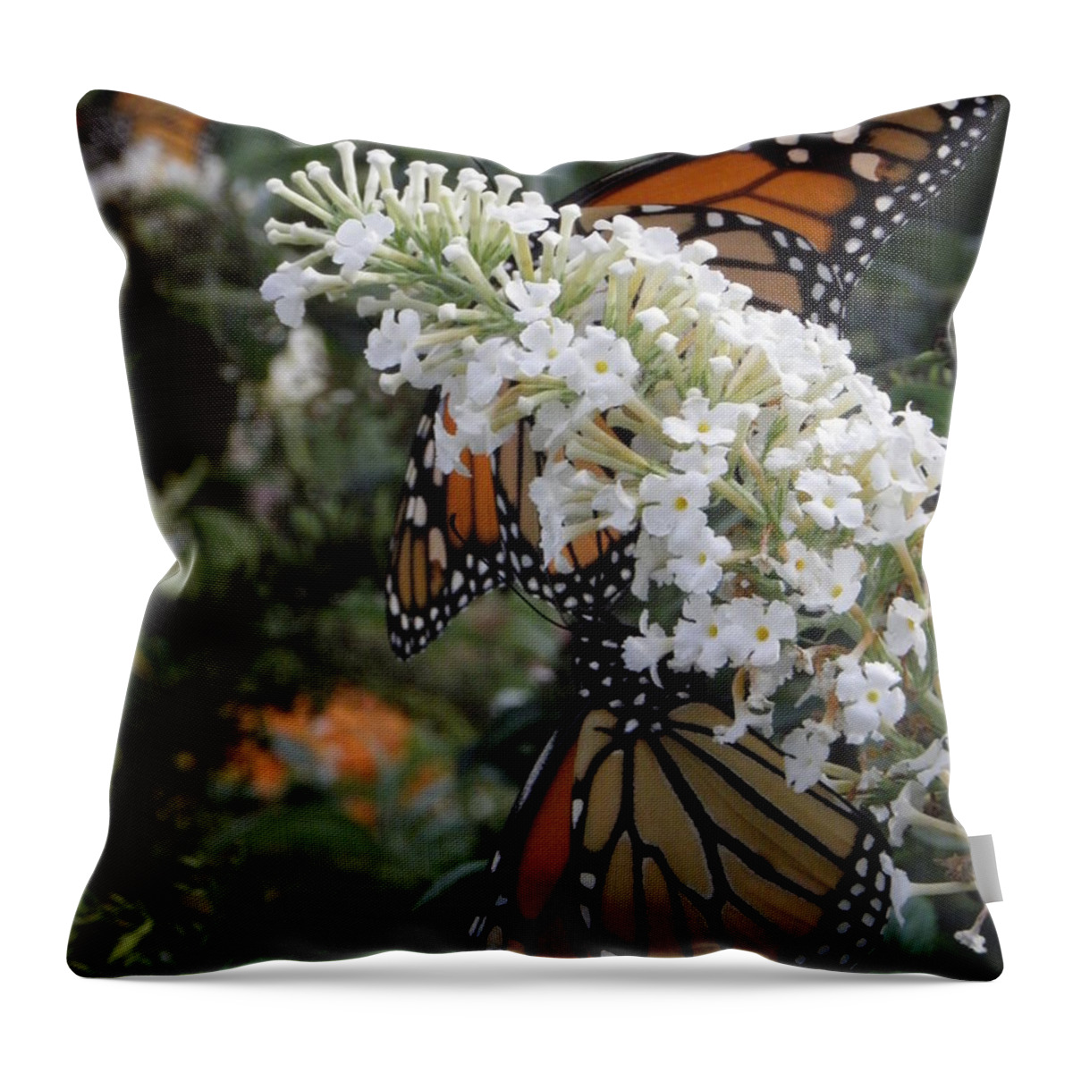 Monarch Throw Pillow featuring the photograph Double Beauty by Kim Galluzzo Wozniak