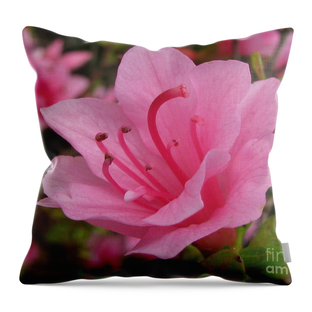 Flower Throw Pillow featuring the photograph Eager by Tina Marie