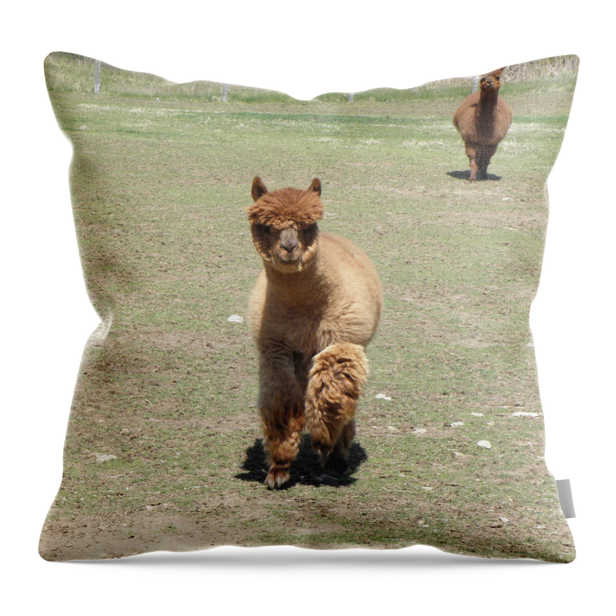 Alpaca Throw Pillow featuring the photograph Here we come by Kim Galluzzo Wozniak
