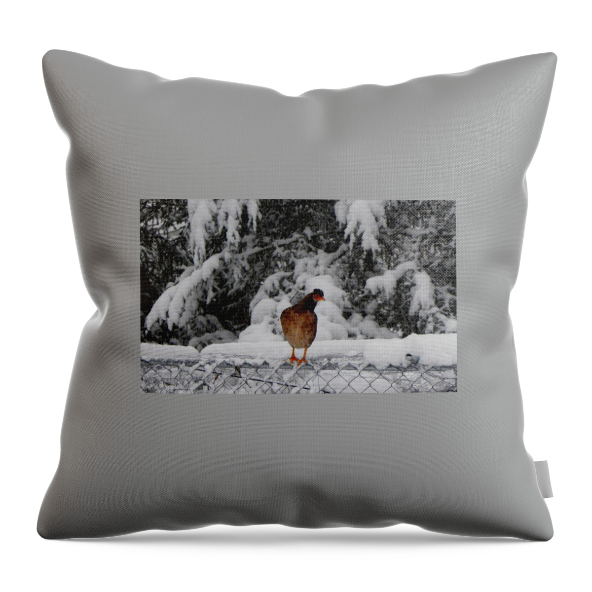 Wild Throw Pillow featuring the photograph I see you looking at me by Kim Galluzzo Wozniak
