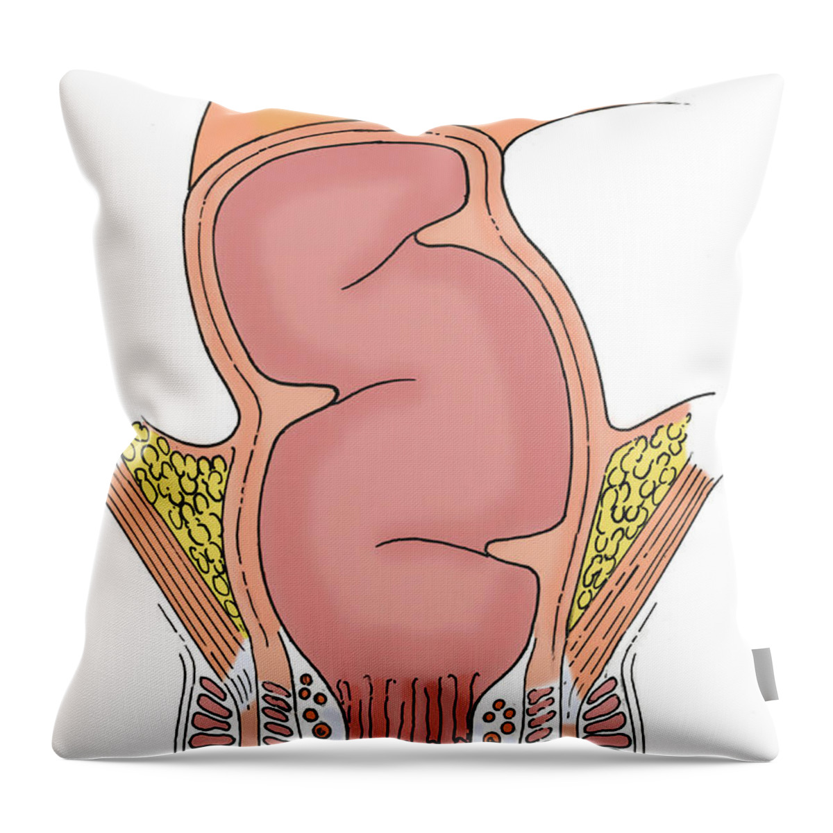 https://render.fineartamerica.com/images/rendered/default/throw-pillow/images-medium/1-illustration-of-rectum-science-source.jpg?&targetx=0&targety=-136&imagewidth=479&imageheight=751&modelwidth=479&modelheight=479&backgroundcolor=FBFDFB&orientation=0&producttype=throwpillow-14-14