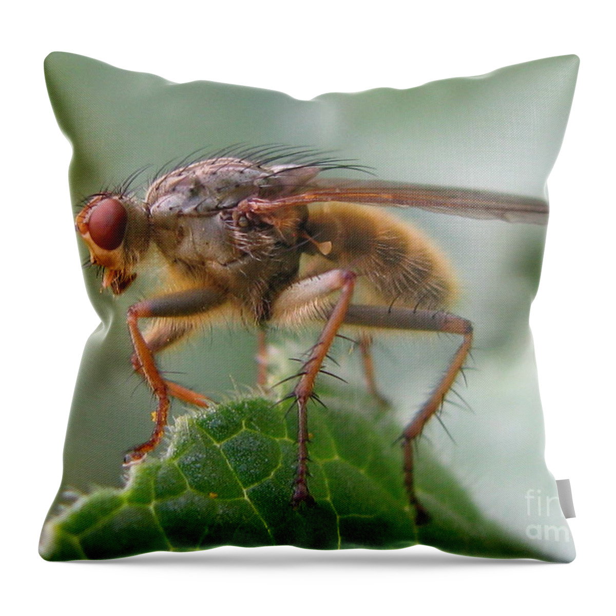 Flower Throw Pillow featuring the photograph Meditating by Tina Marie