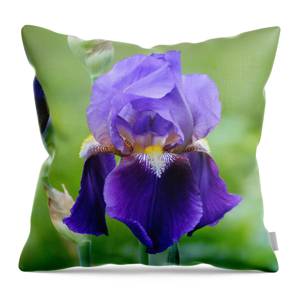 Beautiful Iris Throw Pillow featuring the photograph Purple and Yellow Iris by Jai Johnson