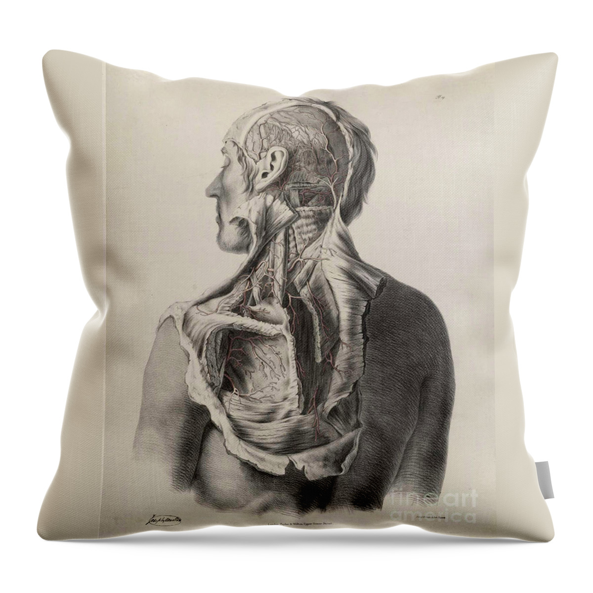 https://render.fineartamerica.com/images/rendered/default/throw-pillow/images-medium/12-historical-anatomical-illustration-science-source.jpg?&targetx=58&targety=0&imagewidth=362&imageheight=479&modelwidth=479&modelheight=479&backgroundcolor=DBD4C3&orientation=0&producttype=throwpillow-14-14