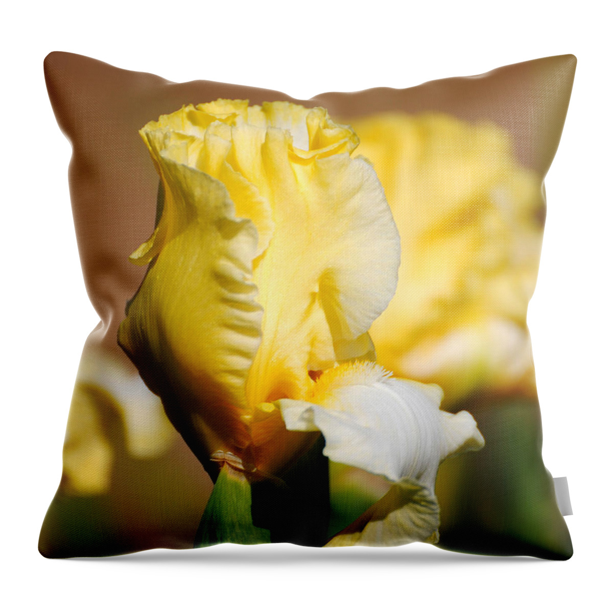Beautiful Iris Throw Pillow featuring the photograph Yellow and White Iris by Jai Johnson