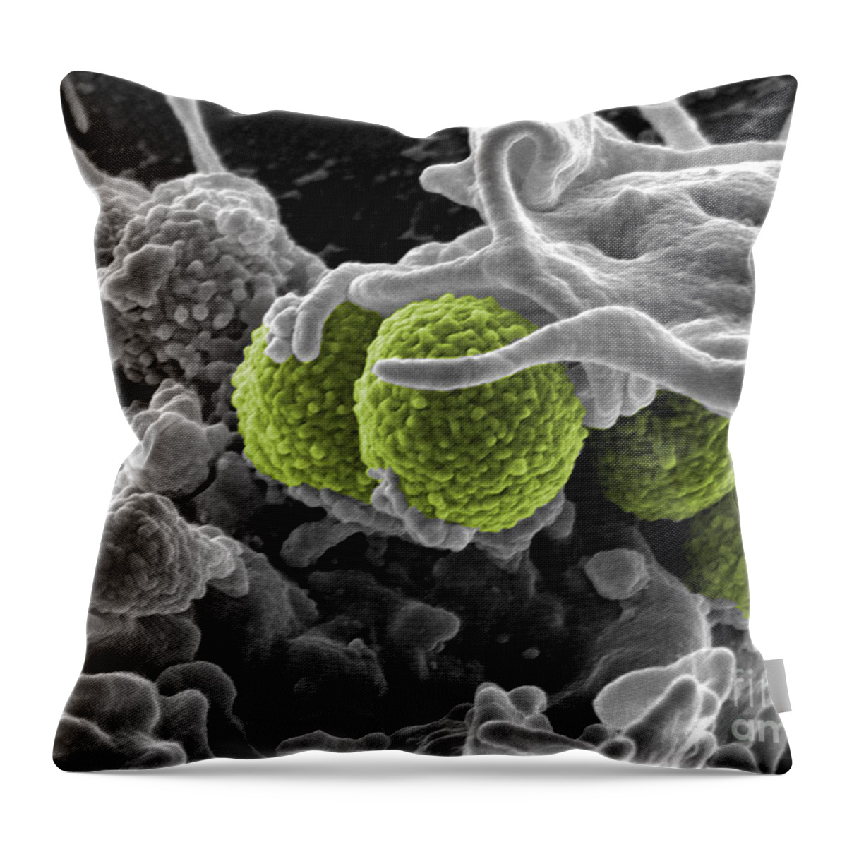 Microbiology Throw Pillow featuring the photograph Methicillin-resistant Staphylococcus by Science Source