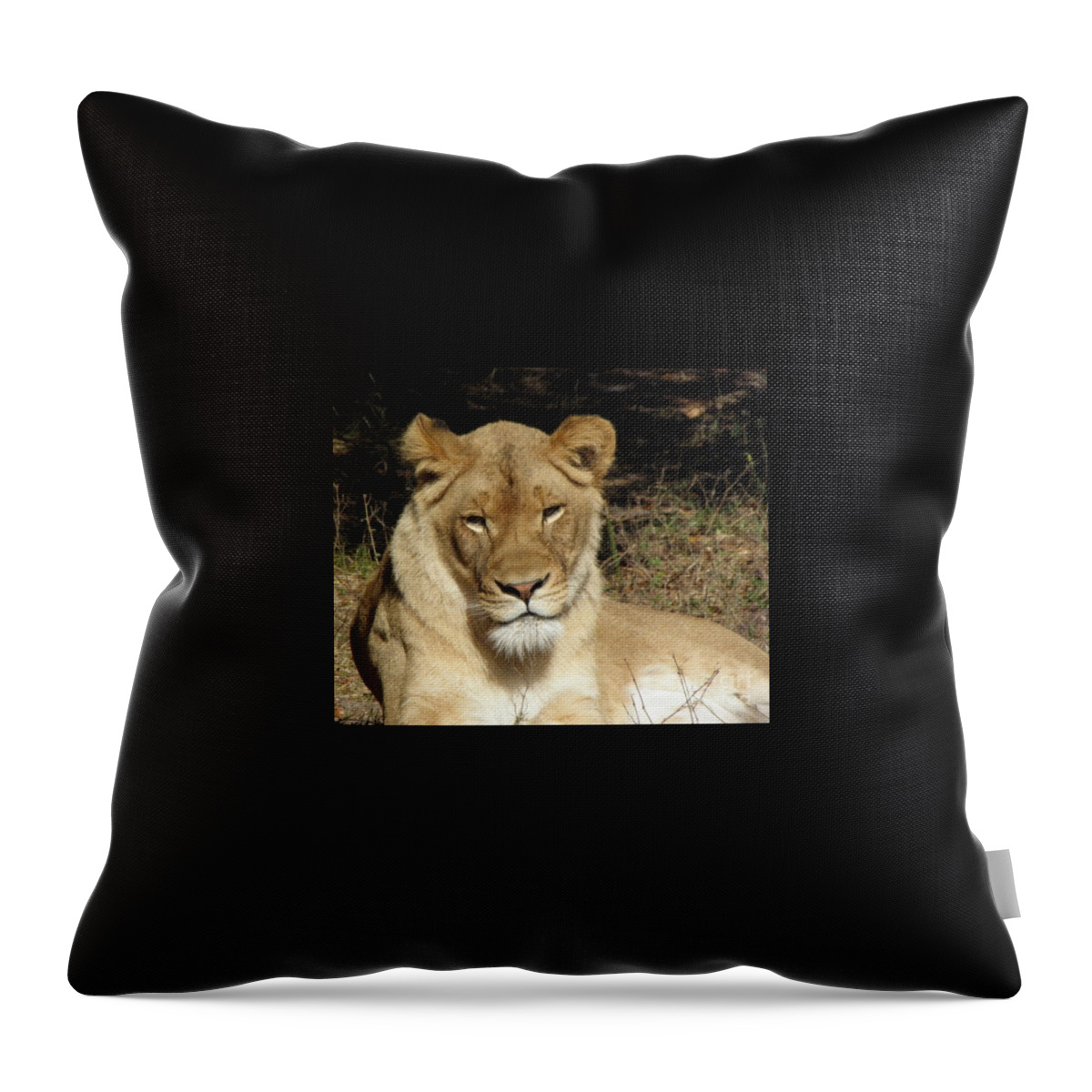 Lioness Throw Pillow featuring the photograph Lioness by Kim Galluzzo Wozniak