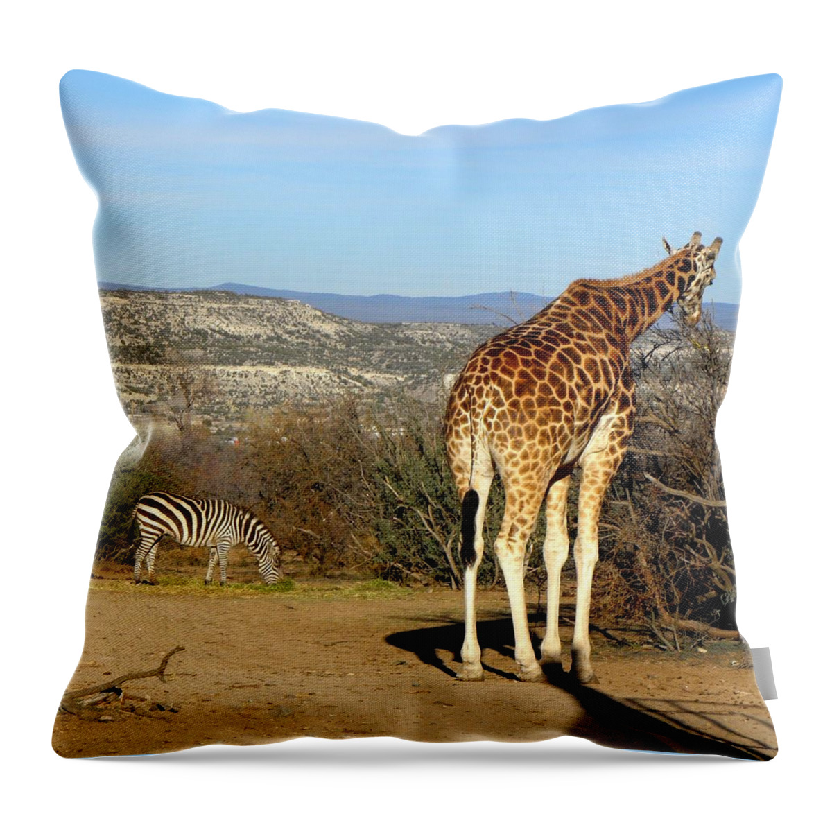 Giraffe Throw Pillow featuring the photograph African Safari in Arizona by Kim Galluzzo Wozniak