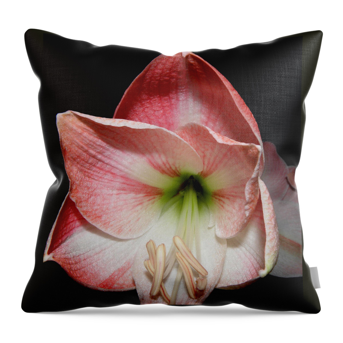 Lily Throw Pillow featuring the photograph Amaryllis in bloom by Kim Galluzzo Wozniak