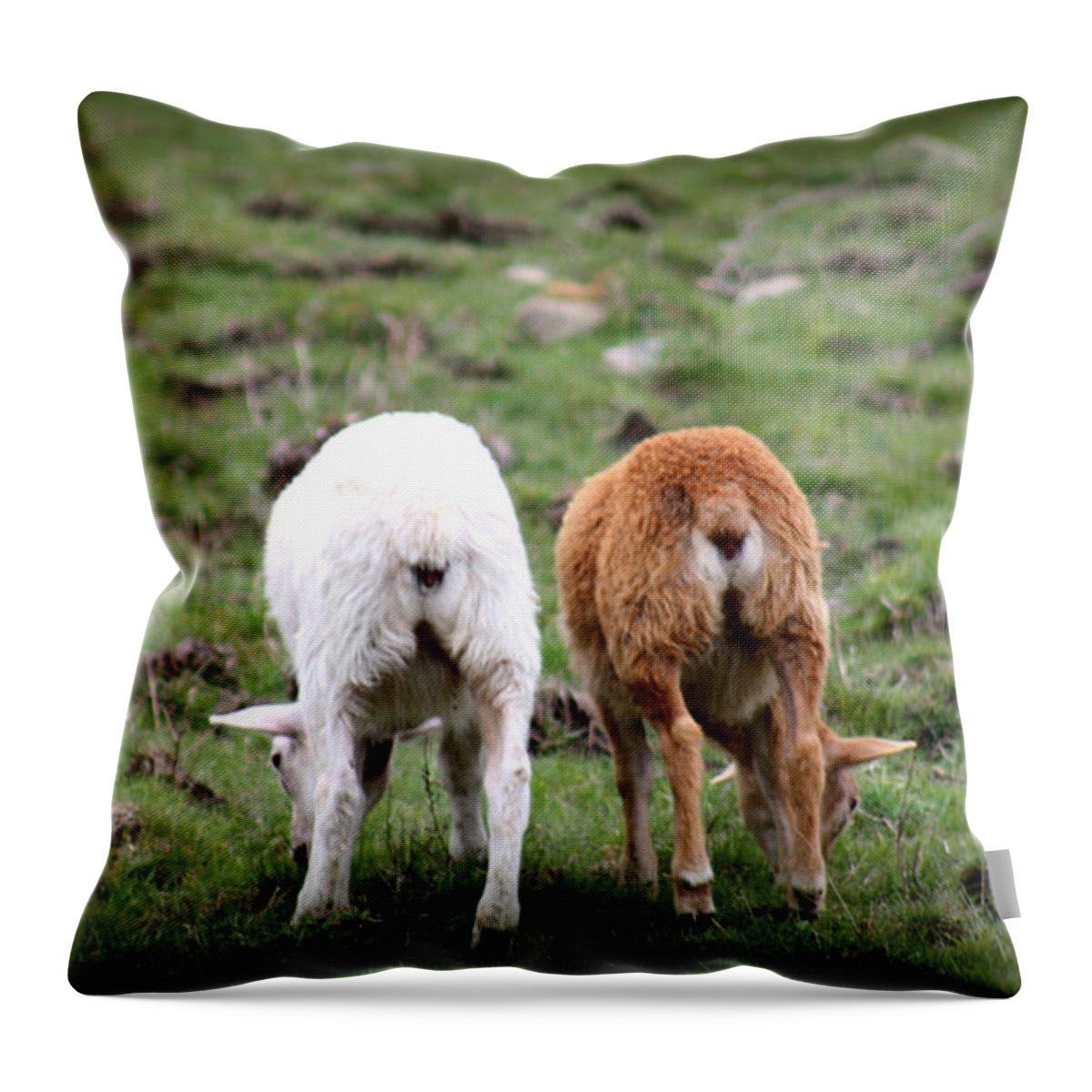 Baby Lambs Throw Pillow featuring the photograph Baby Side By Side Love by Kim Galluzzo Wozniak