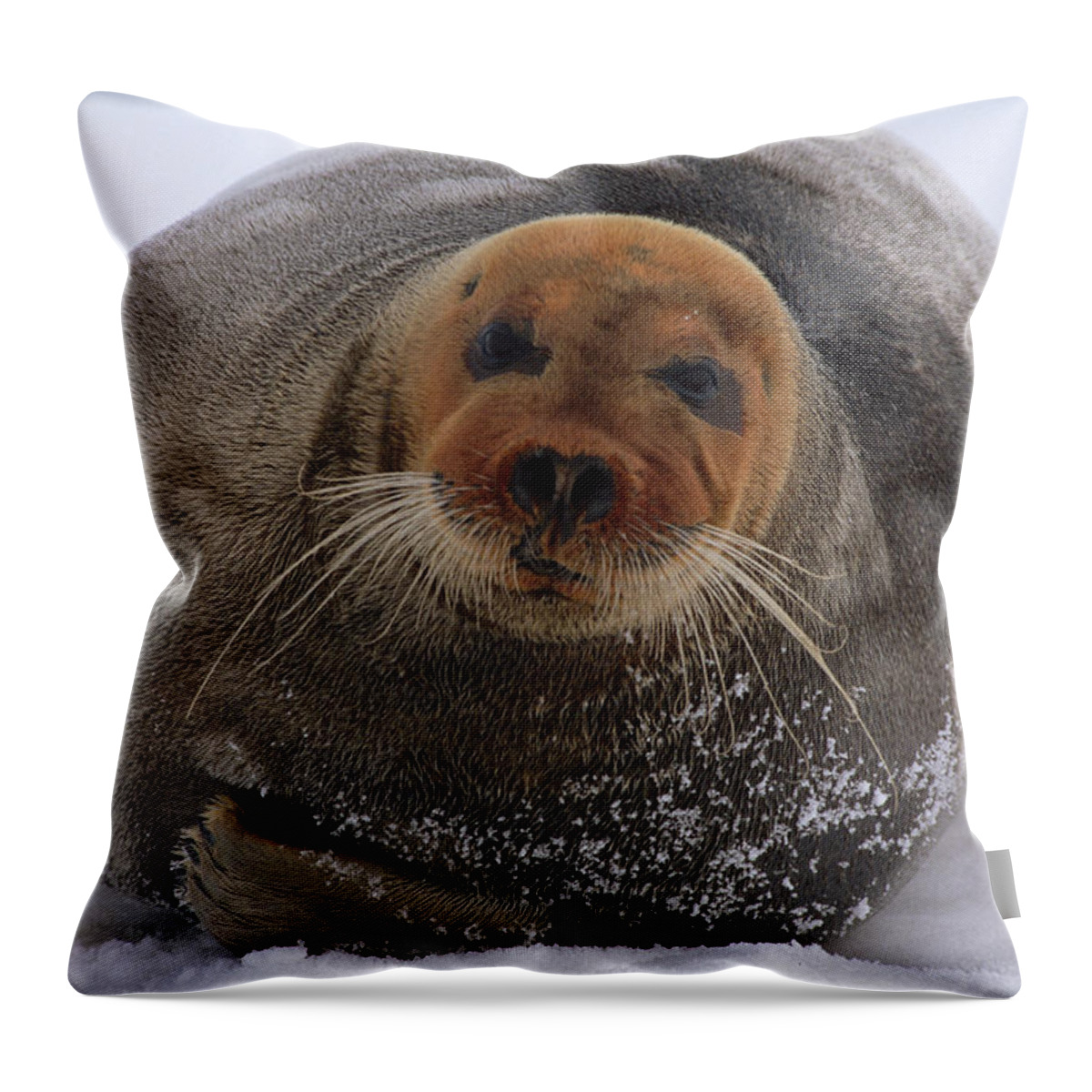 Mp Throw Pillow featuring the photograph Bearded Seal Erignathus Barbatus Adult by Flip Nicklin