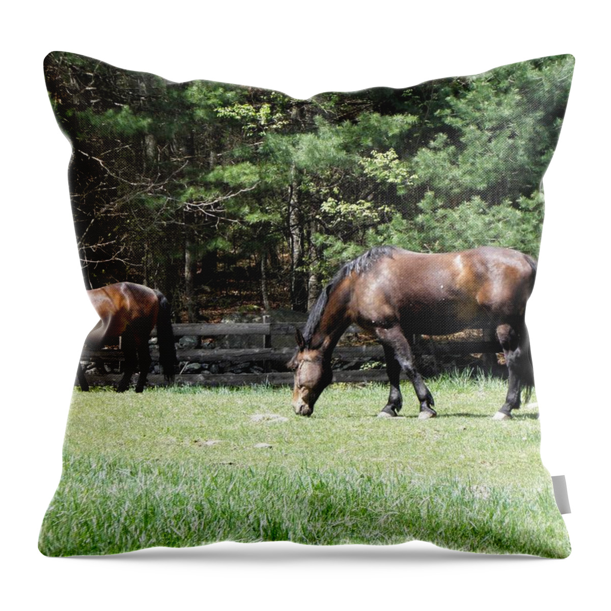 Horse Photography Throw Pillow featuring the photograph Beautiful Geldings Grazing by Kim Galluzzo Wozniak