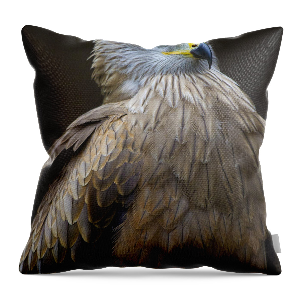 Bird Of Prey Throw Pillow featuring the photograph Black Kite 4 by Heiko Koehrer-Wagner