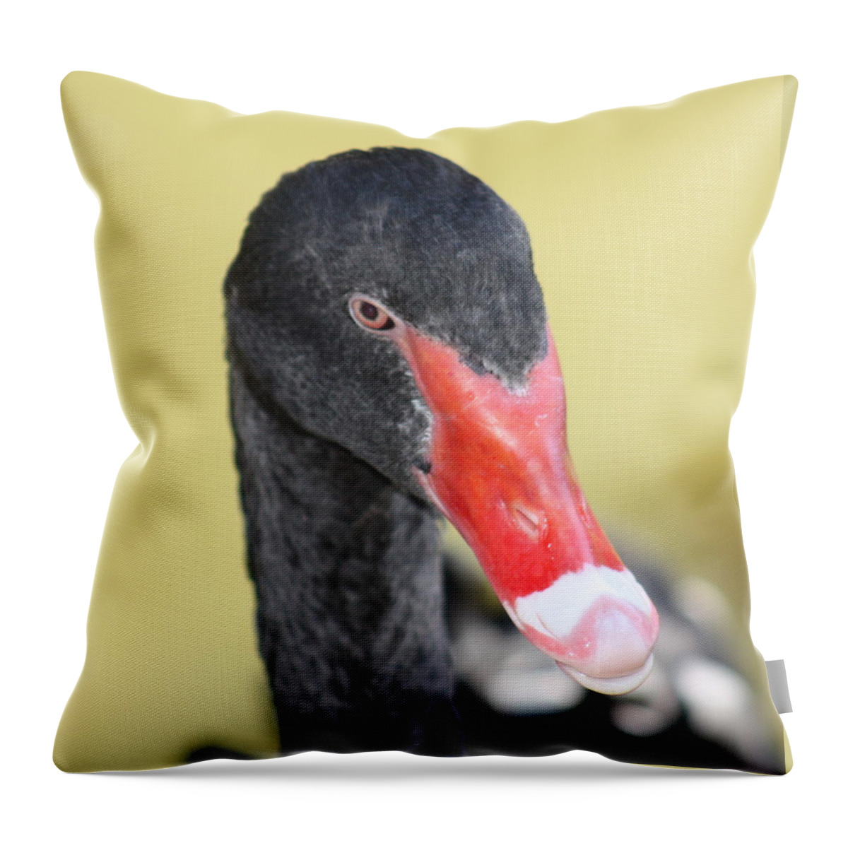 Black Throw Pillow featuring the photograph Black Swan by Kim Galluzzo Wozniak