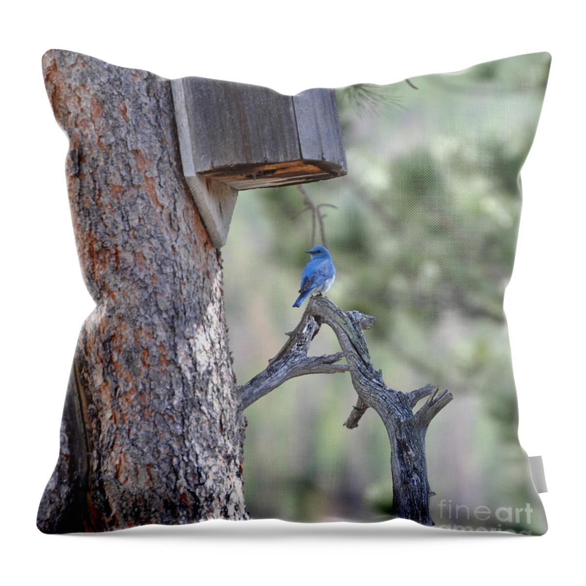 Bird Throw Pillow featuring the photograph Boy Blue by Dorrene BrownButterfield
