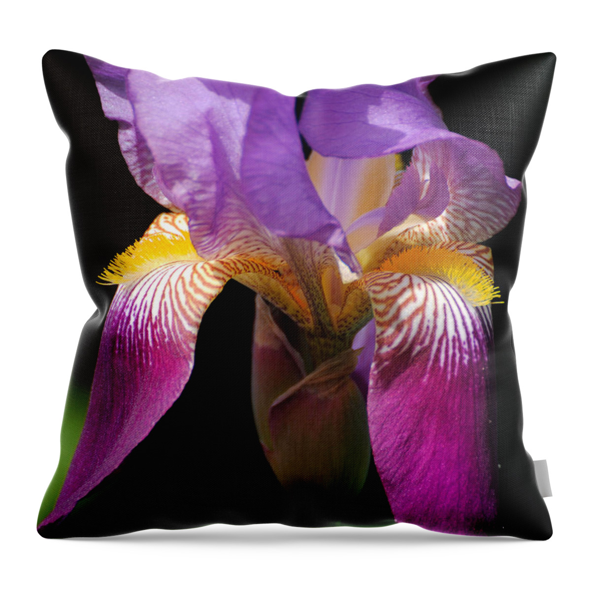 Beautiful Iris Throw Pillow featuring the photograph Brilliant Purple Iris Flower by Jai Johnson