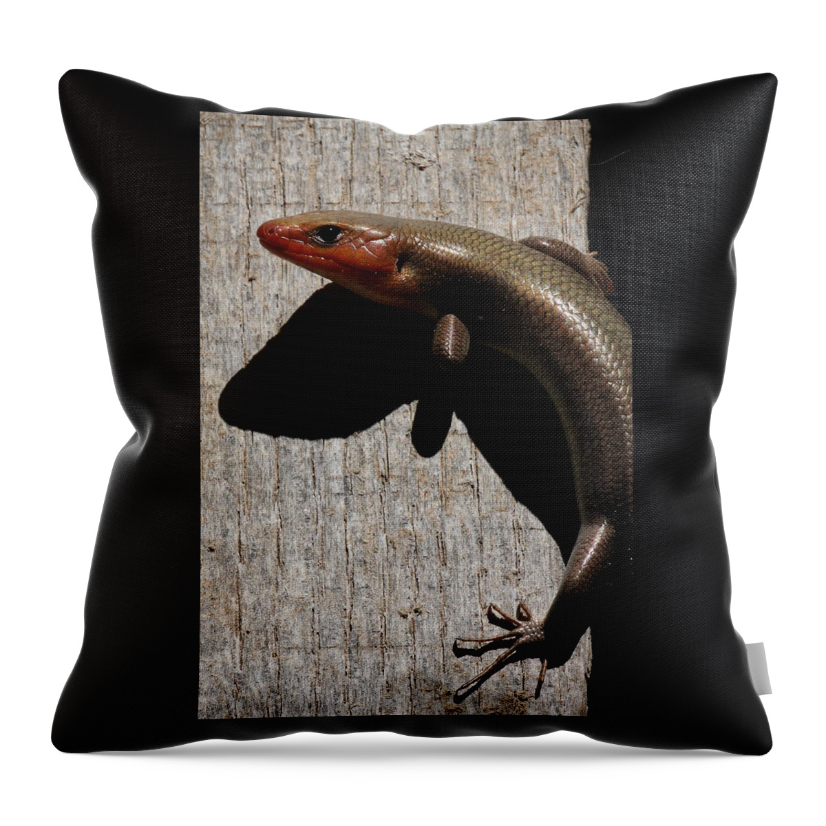 Broad-headed Skink Throw Pillow featuring the photograph Broad-headed Skink On Barn by Daniel Reed