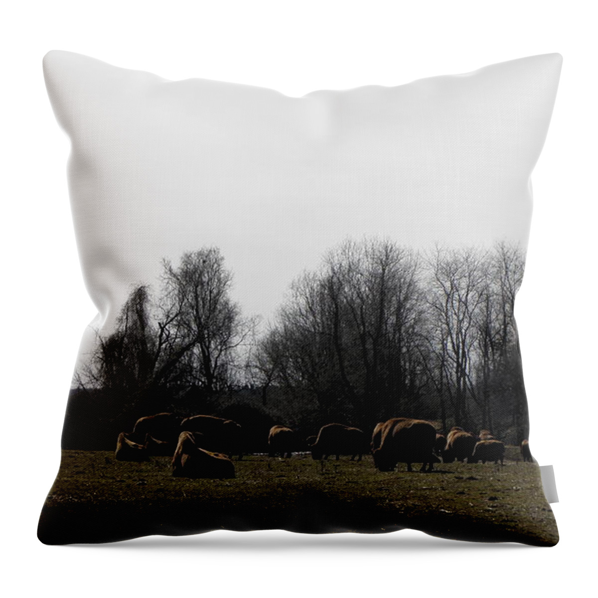 Buffalo Throw Pillow featuring the photograph Buffalo Farm in CT USA by Kim Galluzzo