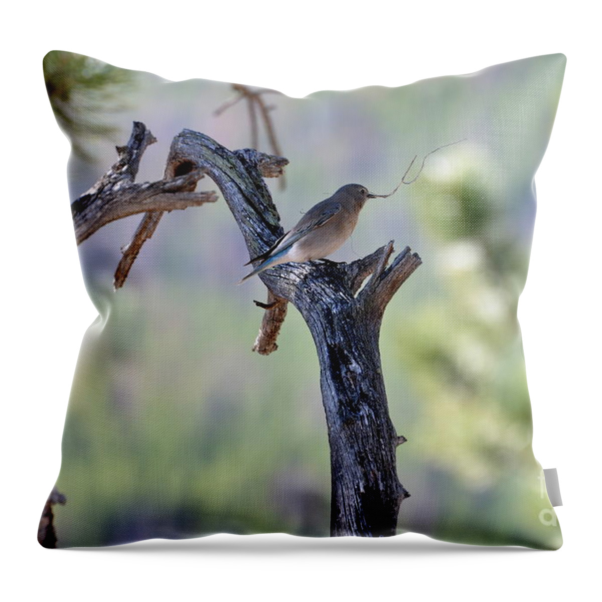 Birds Throw Pillow featuring the photograph Building Her Nest by Dorrene BrownButterfield