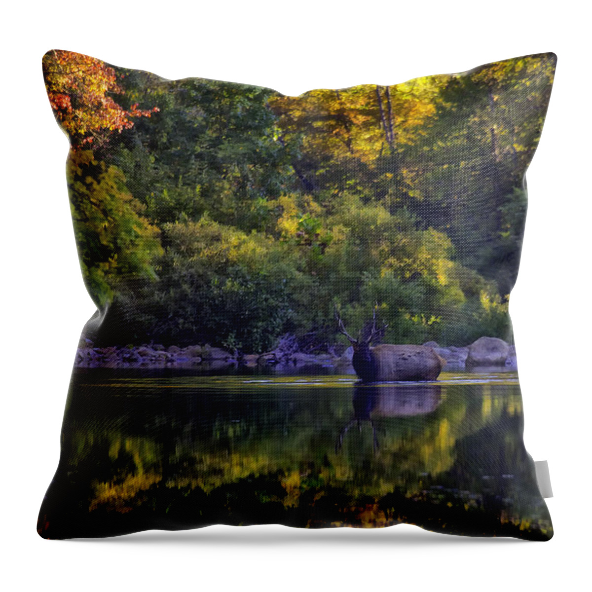 Fall Color Throw Pillow featuring the photograph Bull Elk in Reflecting Pool Buffalo National River by Michael Dougherty
