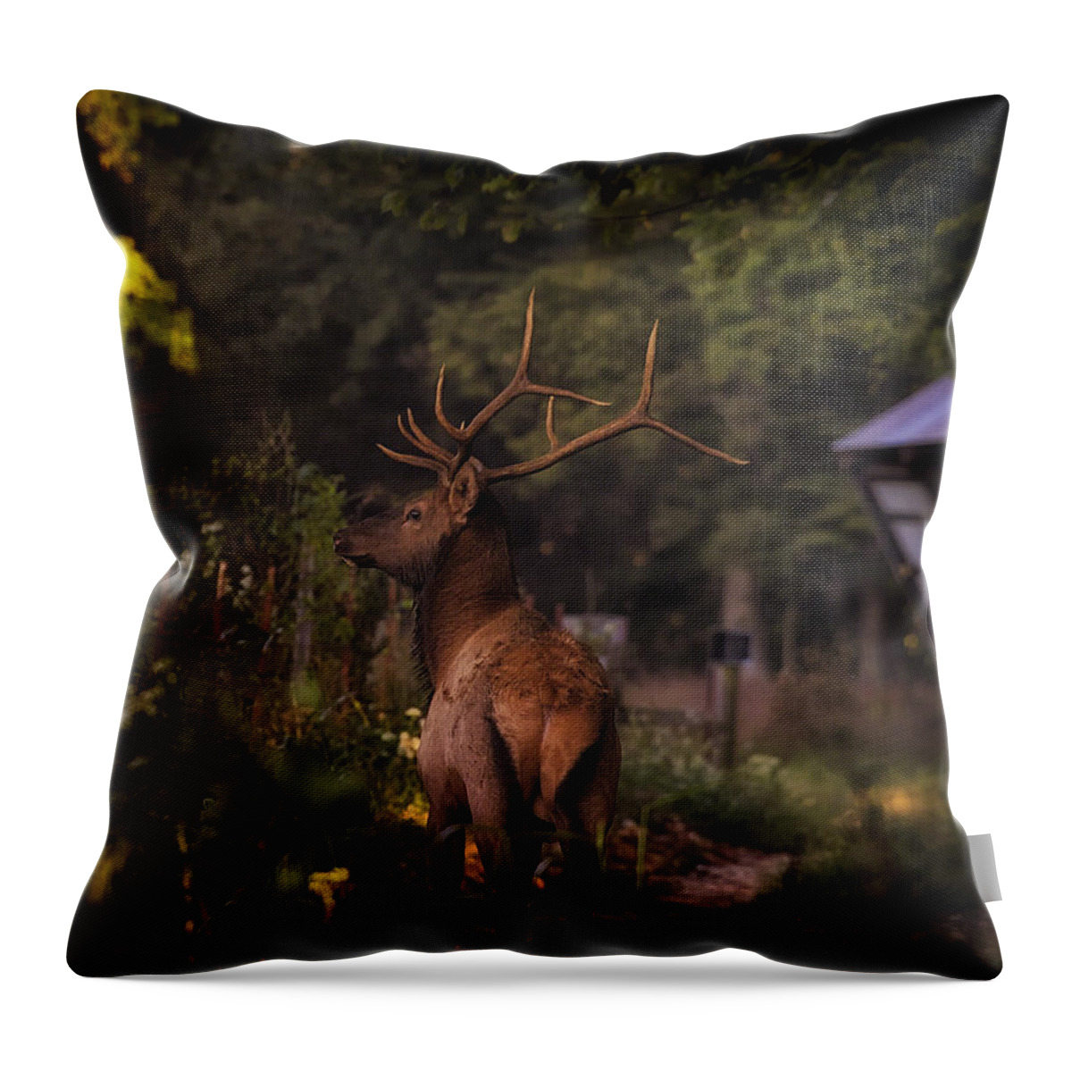 Bull Elk Throw Pillow featuring the photograph Bull Elk on Country Road by Michael Dougherty