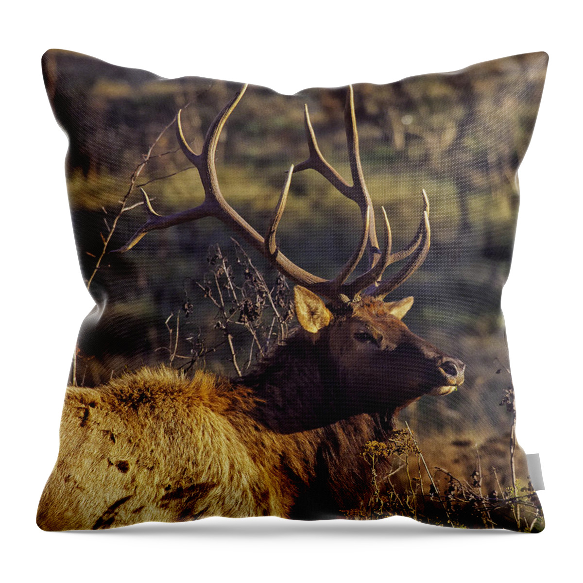 Bull Elk Throw Pillow featuring the photograph Bull Elk Up Close by Michael Dougherty
