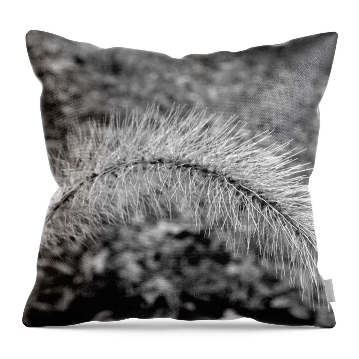 Fuzzy Throw Pillow featuring the photograph Burst In The Woods by Kim Galluzzo Wozniak
