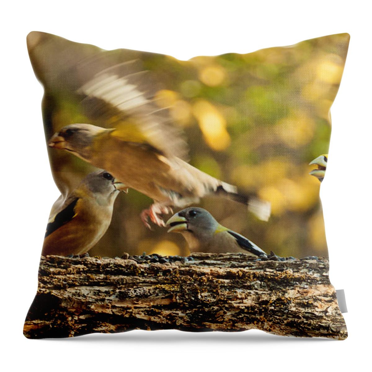 Grosbeak Throw Pillow featuring the photograph Busy Birds by Cheryl Baxter
