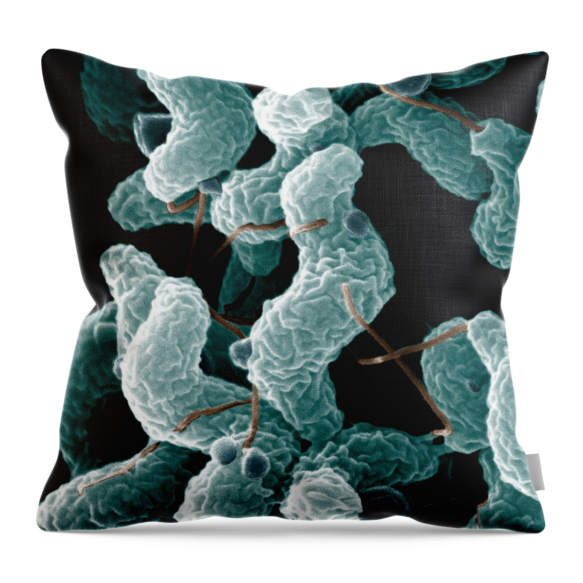 Campylobacter Bacteria Throw Pillow featuring the photograph Campylobacter Bacteria by Science Source