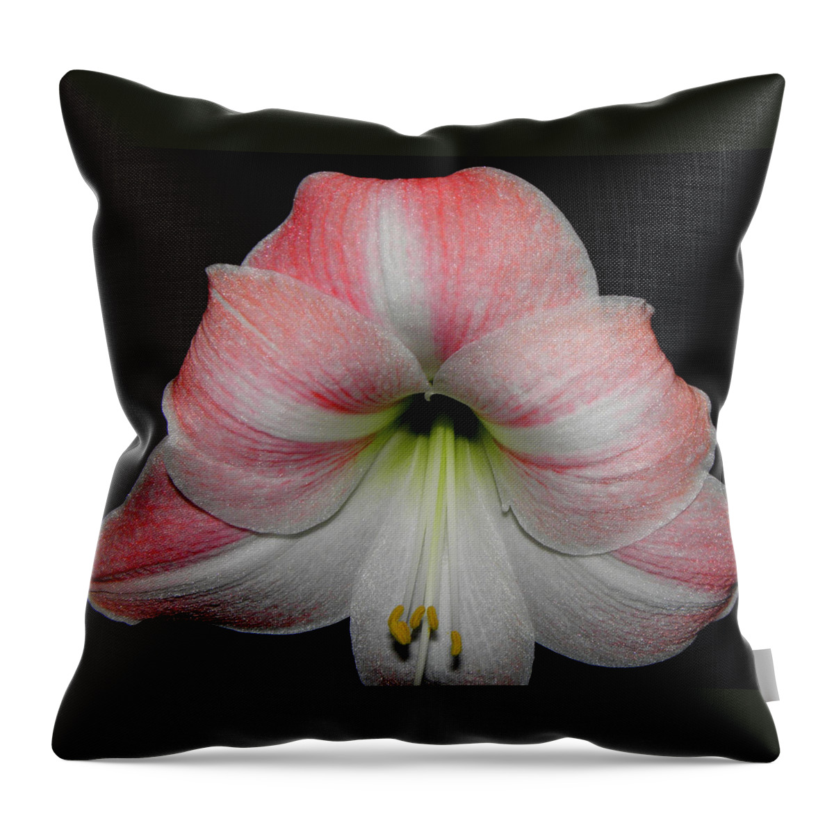 Pink Throw Pillow featuring the photograph Candy Cane Striped by Kim Galluzzo Wozniak