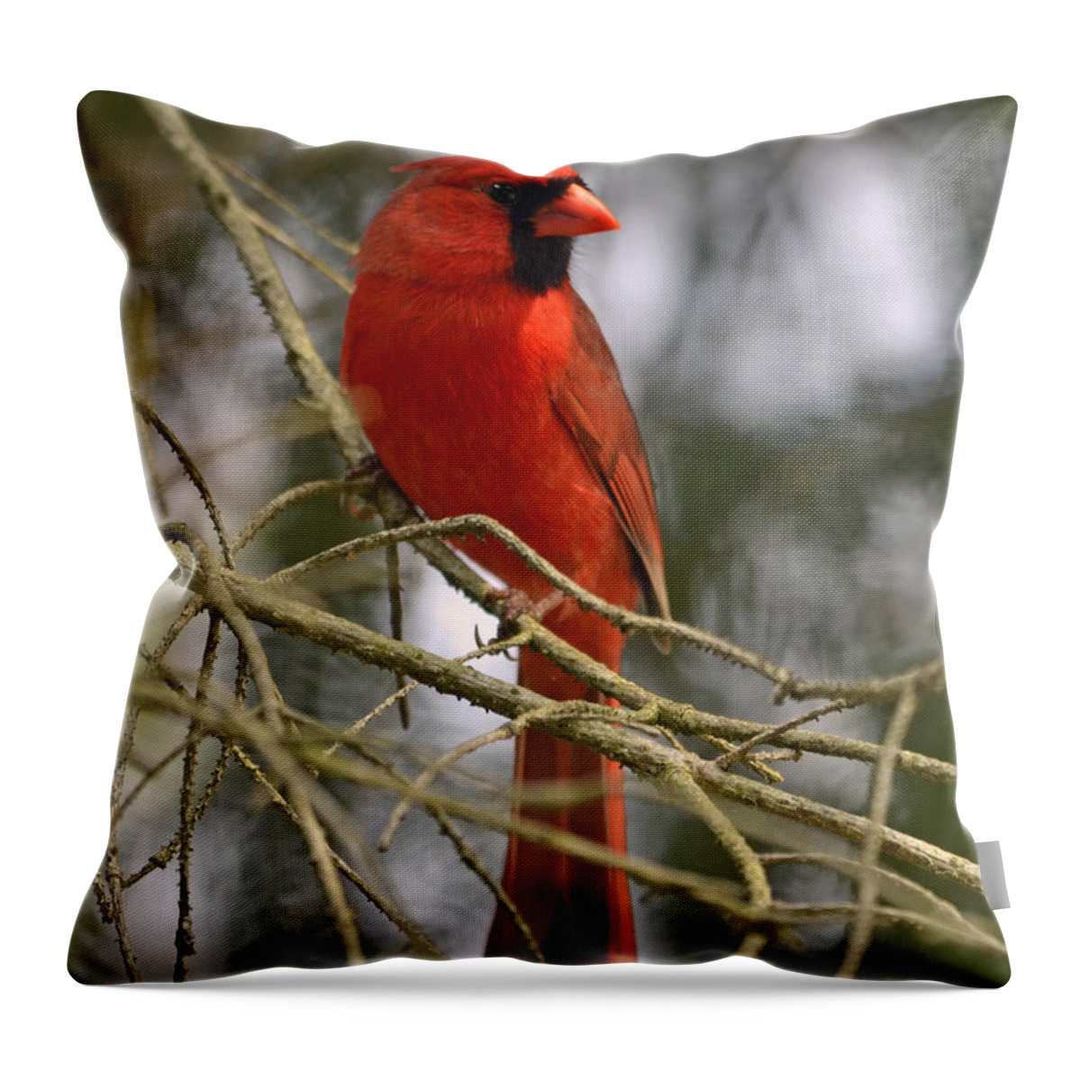 Cardinal Throw Pillow featuring the photograph Cardinal in Spruce by Ann Bridges