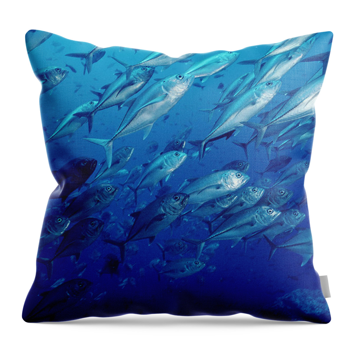 Mp Throw Pillow featuring the photograph Cavalla Caranx Sp School Off Of Cocos by Flip Nicklin