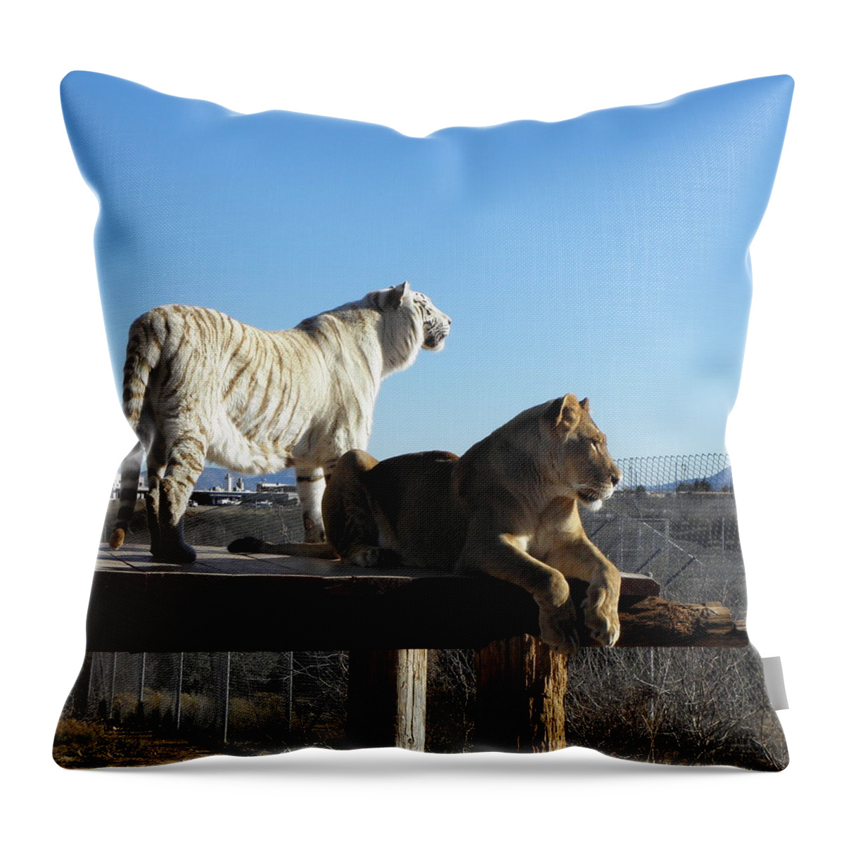 Lion Throw Pillow featuring the photograph Chalet and Kumba by Kim Galluzzo Wozniak