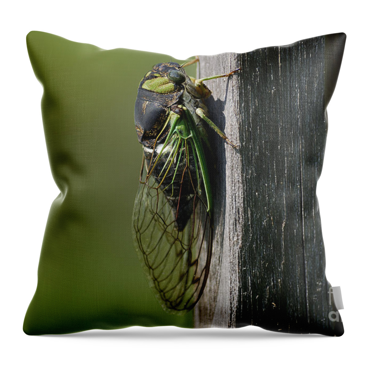 Insects Throw Pillow featuring the photograph Cicada by Randy Bodkins