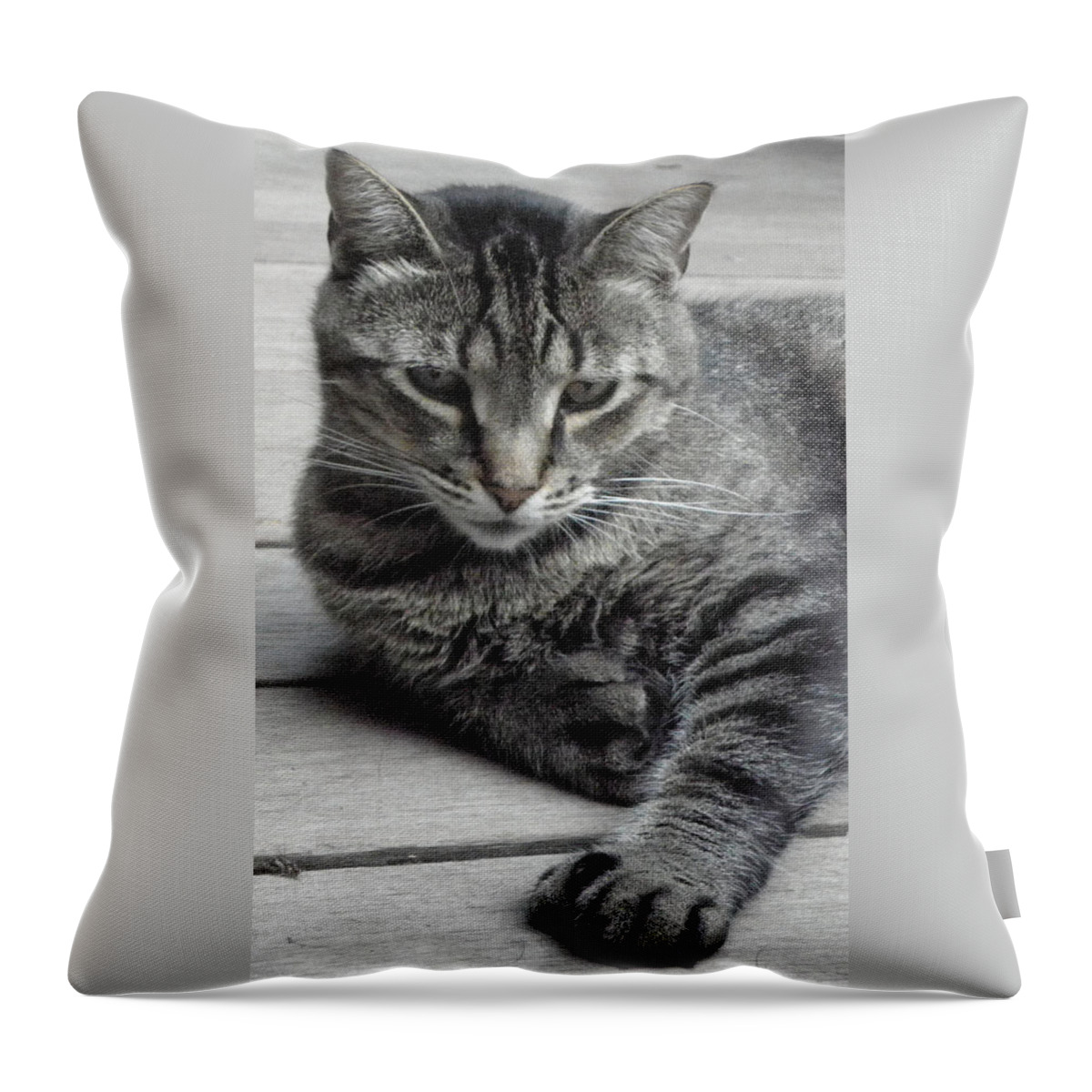 Cat Throw Pillow featuring the photograph Cisco And His Big Feet by Kim Galluzzo Wozniak