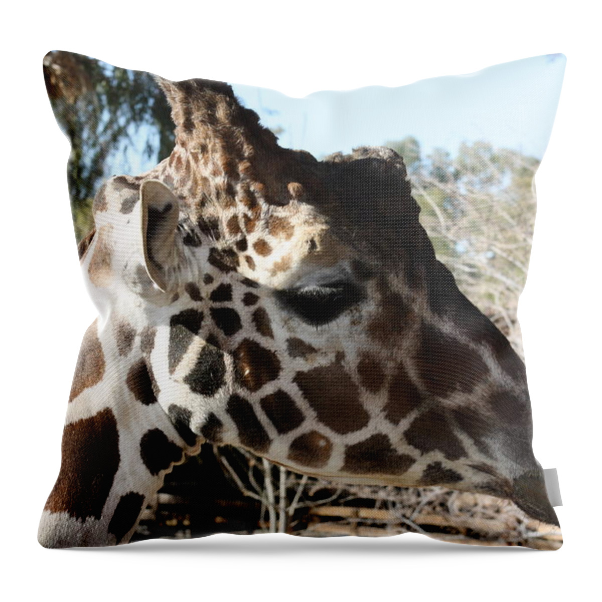 Giraffe Throw Pillow featuring the photograph Daddy Giraffe by Kim Galluzzo Wozniak
