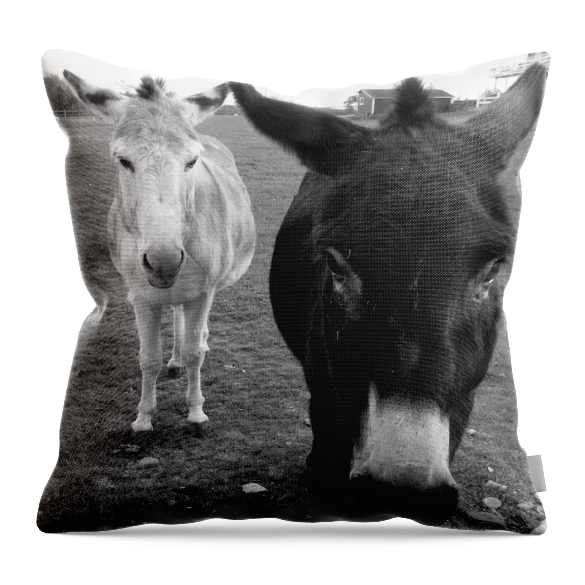 Donkeys Throw Pillow featuring the photograph Donks by Kim Galluzzo Wozniak