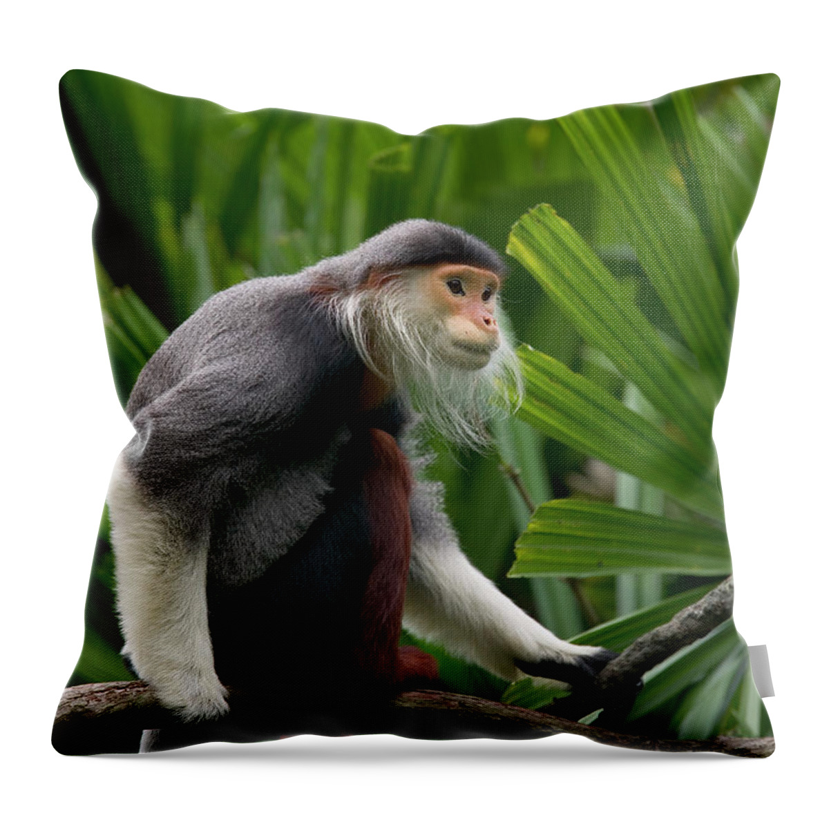 Mp Throw Pillow featuring the photograph Douc Langur Pygathrix Nemaeus Male by Cyril Ruoso